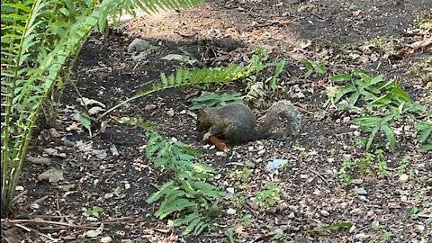 Chipmunk eating reed