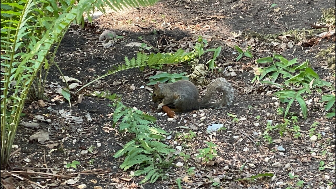 Chipmunk eating reed