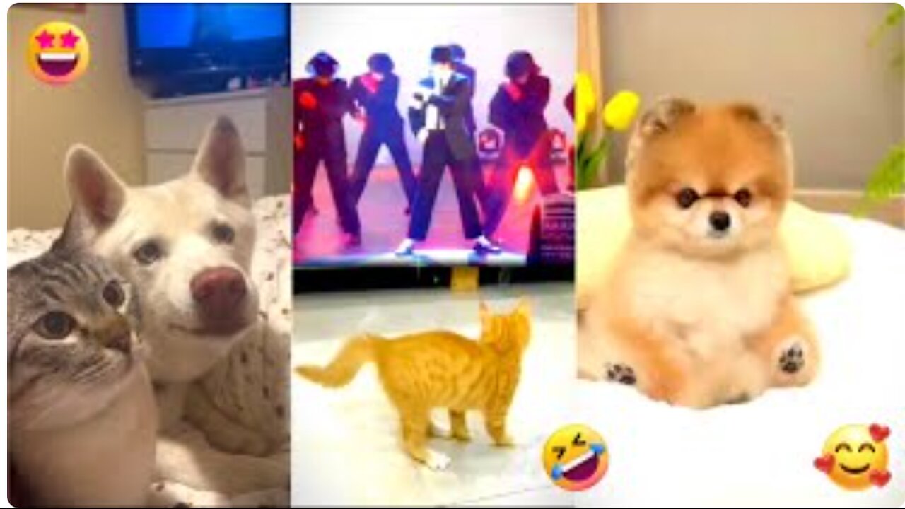 Funny Cats And Dogs Videos #2 😂