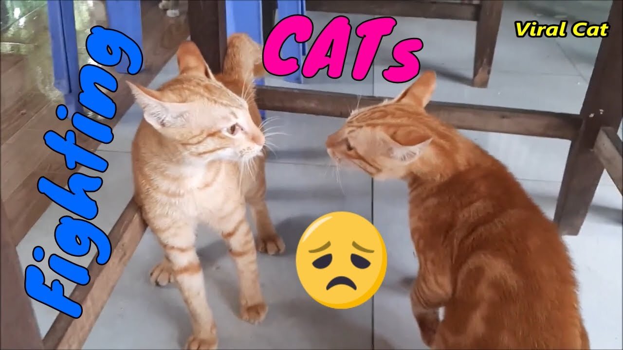 Cats Fighting and Meowing These are Bloody Brothers | Funny Cat Videos