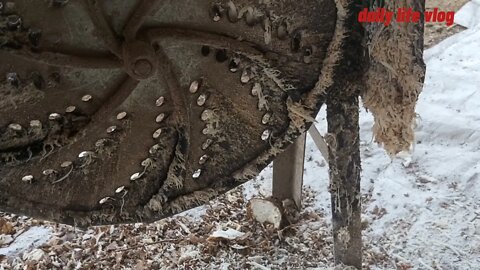 grind cassava for swans to eat