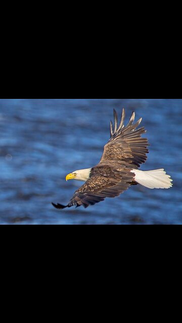 Sweet chariot coming for to carry me home