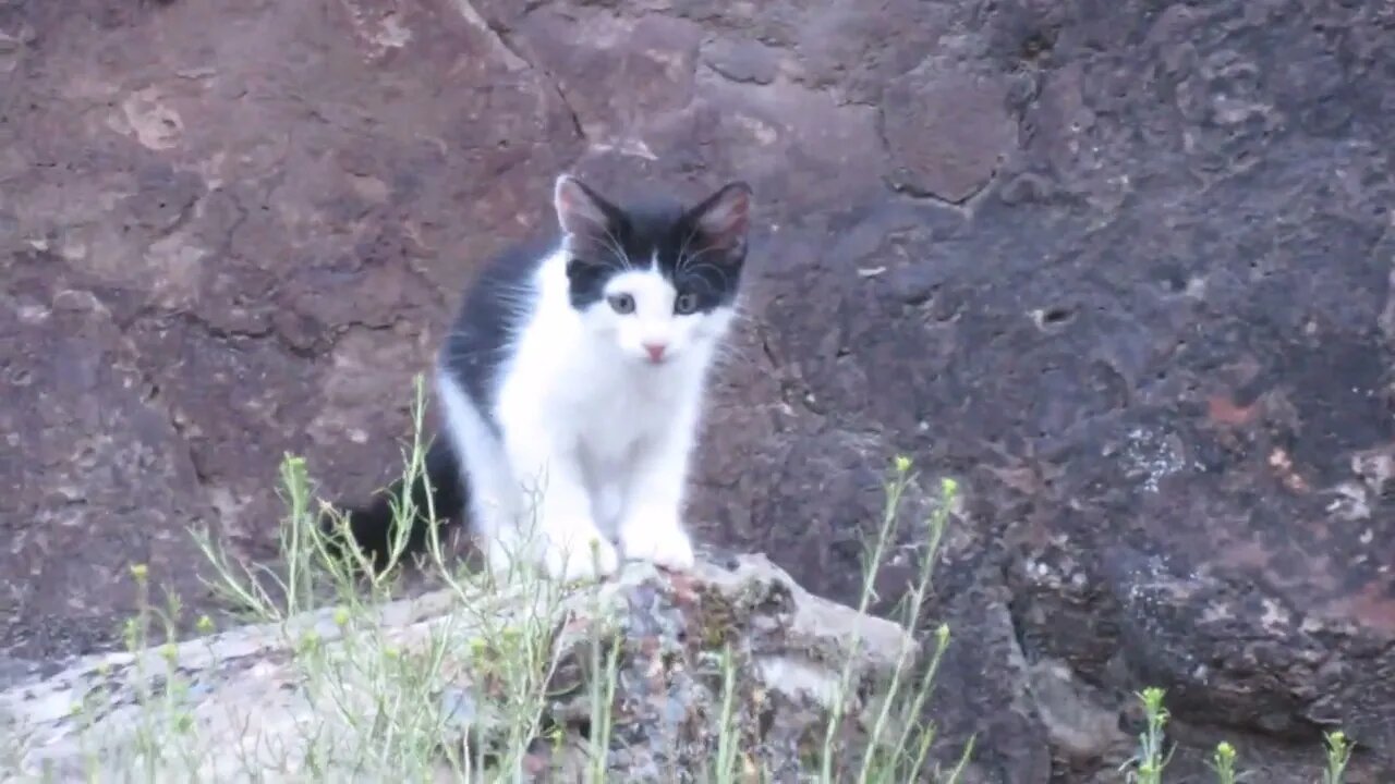 Our Cats #84 #shorts - Kitten Panqueeñou Is Rock Hopping