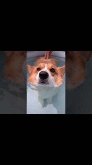 Corgi Butt Floats In Water!