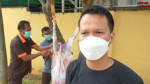 Idul Adha 1442 Hijriah Bulog Kanwil Lampung Kurban 2 Ekor Sapi dan 2 Ekor Kambing