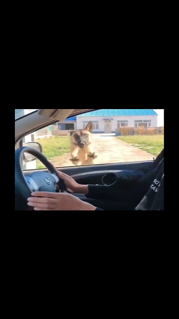 Try not to laugh�� Funny animals��‖ #shorts #funnyvideos