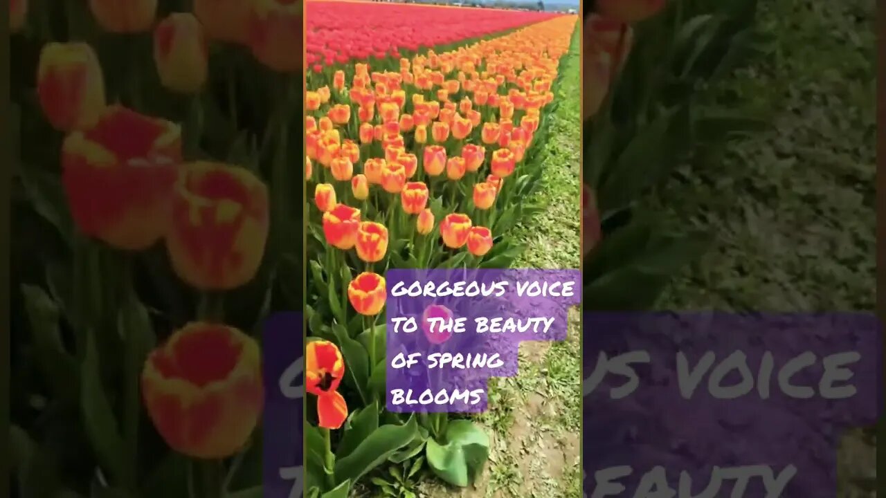 Tulip Farm #pacificnorthwest #happyearthday #artistreference #promises
