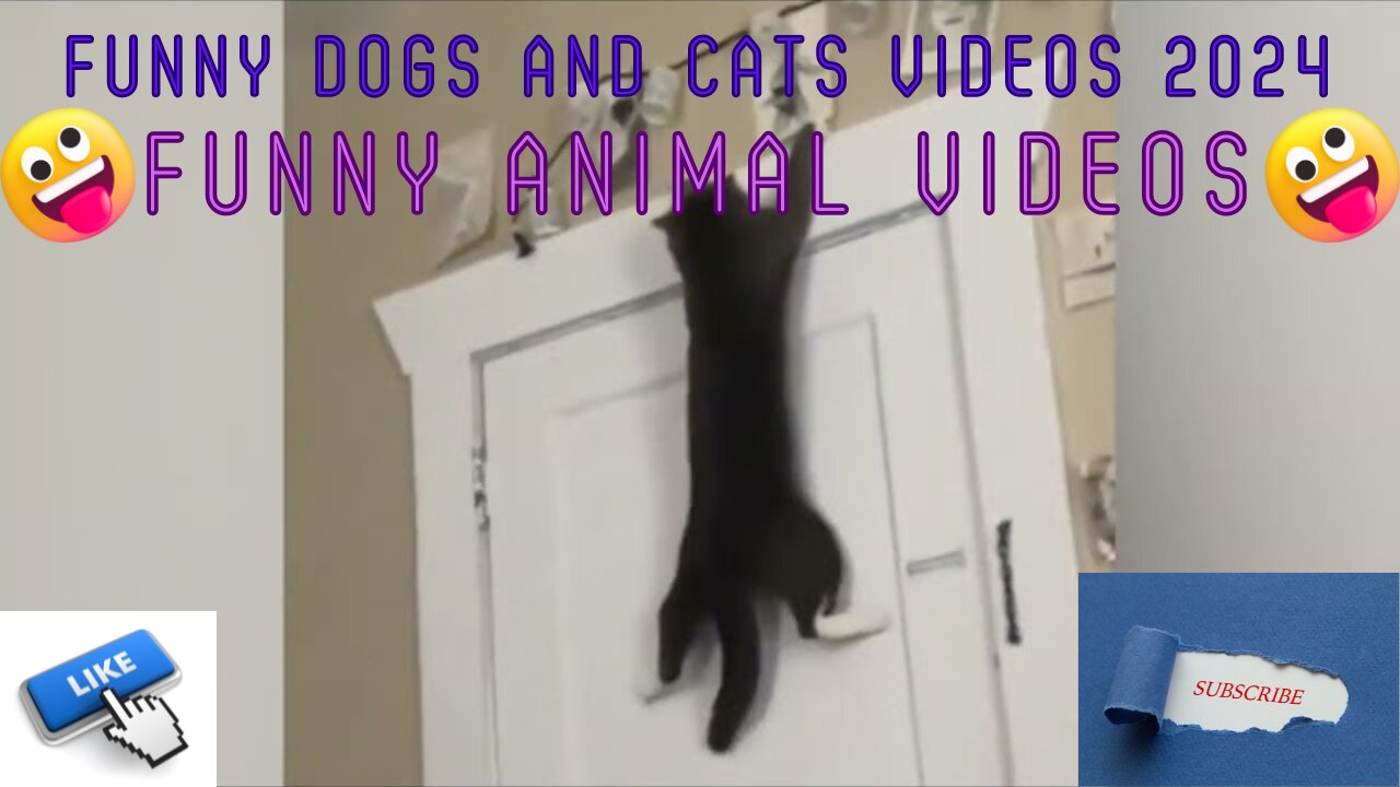 Funny cats 2024 | Funny animal videos | Funny dogs and cats videos 2024