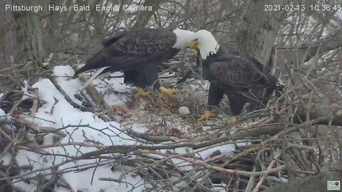 Hays Eagles Dad brings stick over Egg 2021 02 13 1034AM