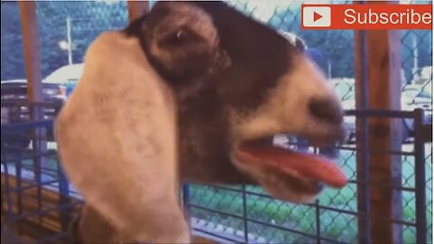 funny goat screaming video