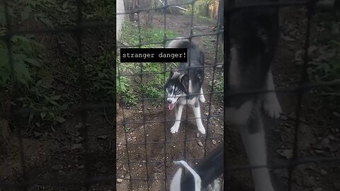 World's Greatest Guard Dog- Huskies are the ultimate security system! Watch what he does at the end!