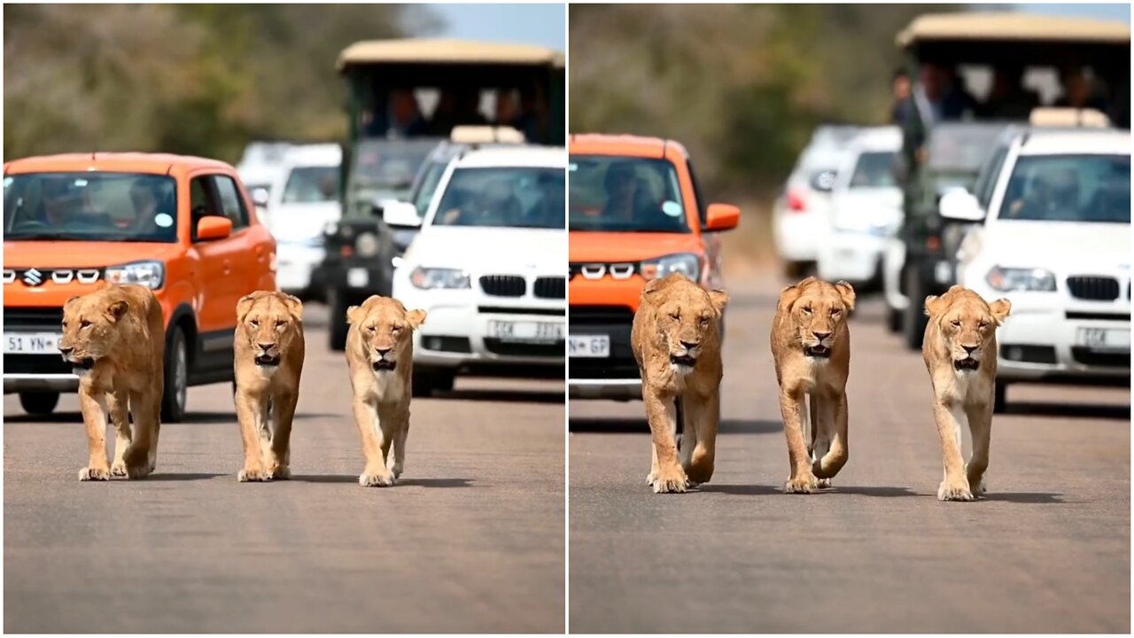 How Cute This Lion Cub Group 😊