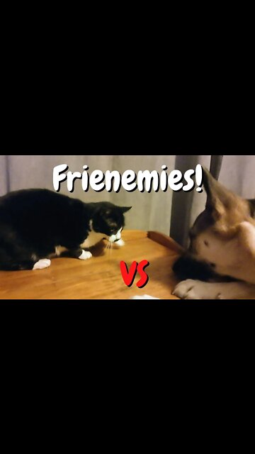 #shorts Cat and Dog Frienemies