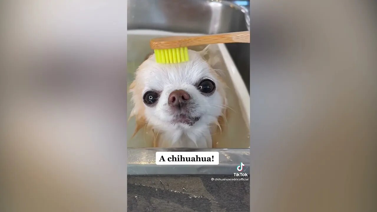 Jeff Bezos the HAMSTER - Puppies, Hamsters and Others