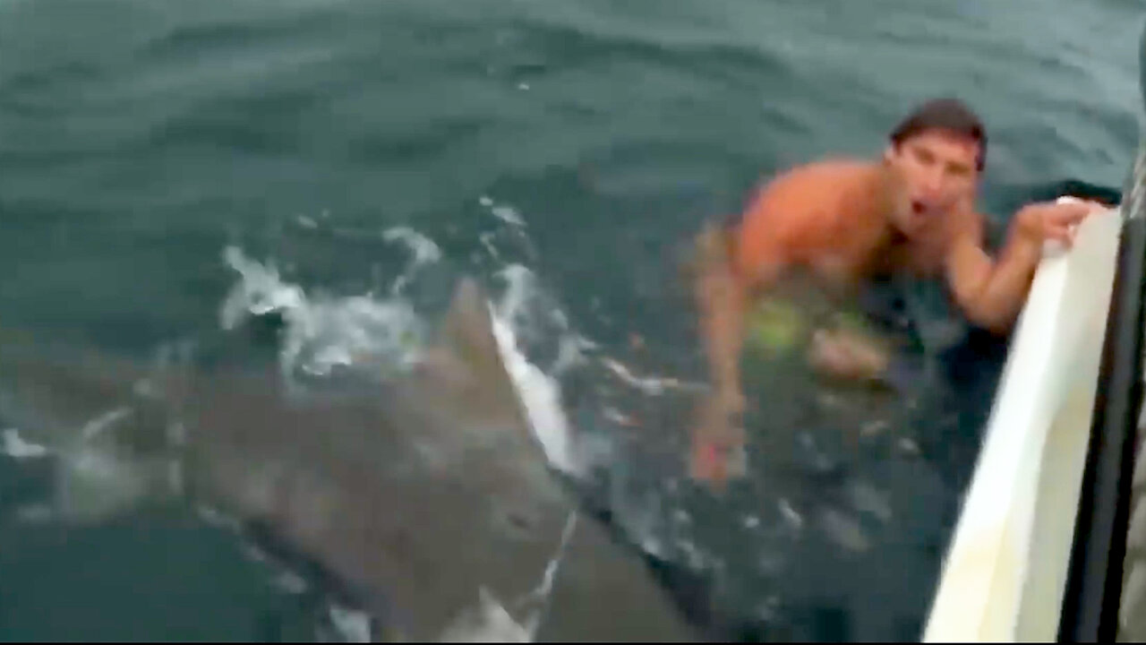 Swimmer Attacked By Massive Tiger Shark Shark Attacks Caught on Camera - CR News