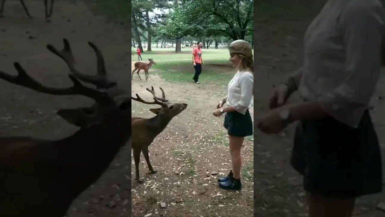 ainda falam que eles são irracionais