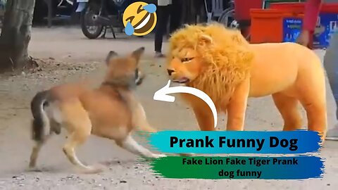 Prank Dog Funny | Fake Lion | Fake Tiger | Prank To Dog.