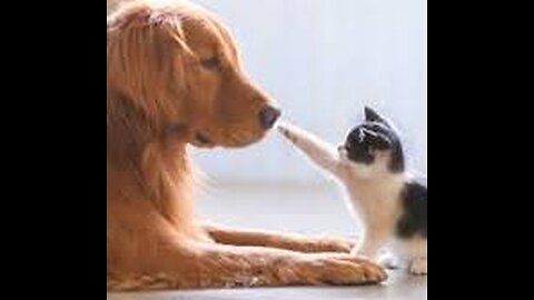 Funny CAT and DOG Videos 2024