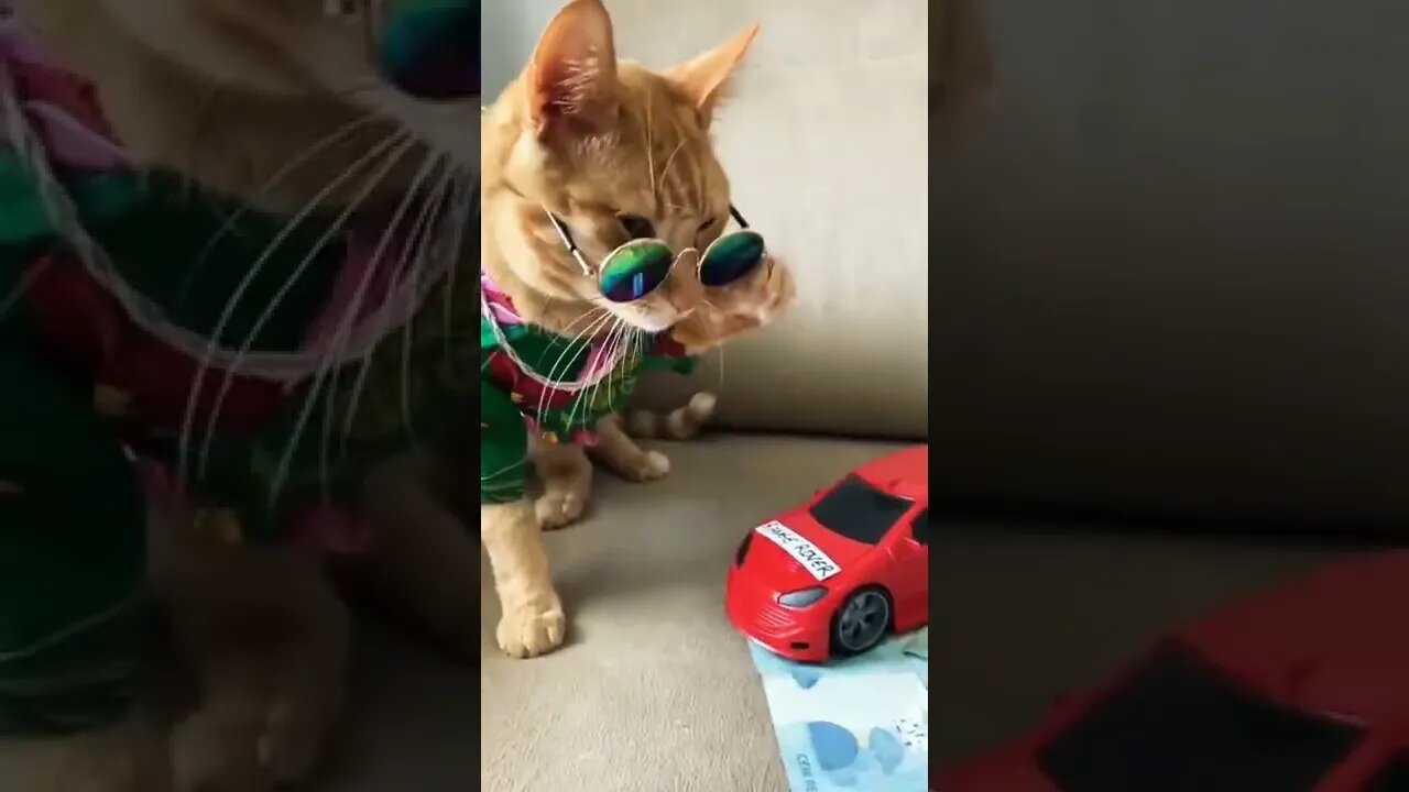 Cat Video # #shorts #reels #cat