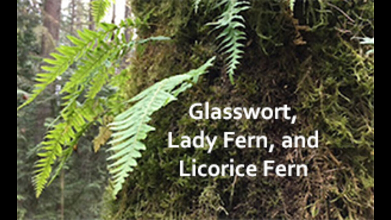 PFTTOT Part 191 Glasswort, Lady Fern and Licorice Fern