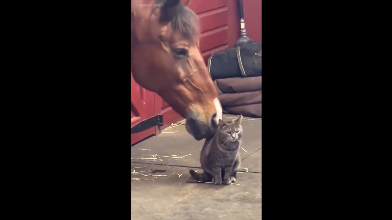 Horse Loves Cat’s