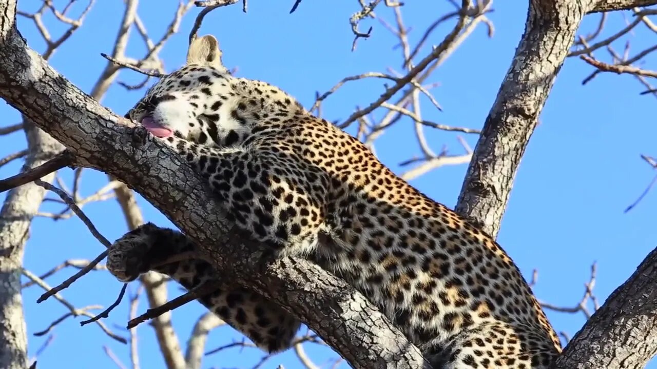 Young male leopard continually licks at paw