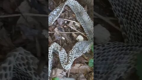 Huge Snake Skin in my Garden