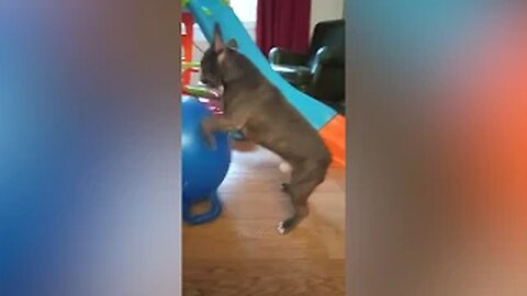 Funny Animals That Will Definitely Brighten Your Day😍Funniest Animals 2022