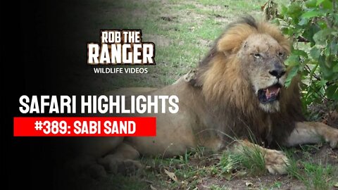 Safari Highlights #389: 24 - 26 February 2016 | Sabi Sand Wildtuin | Latest Wildlife Sightings