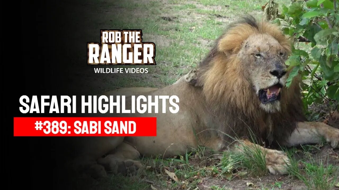 Safari Highlights #389: 24 - 26 February 2016 | Sabi Sand Wildtuin | Latest Wildlife Sightings