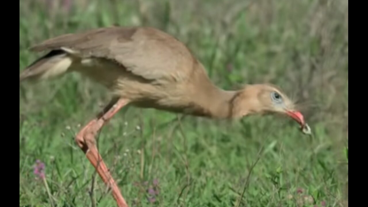 Raptor vs. Deadly Snake: A High-Stakes Showdown in the Wild