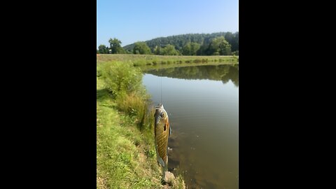 Bluegill