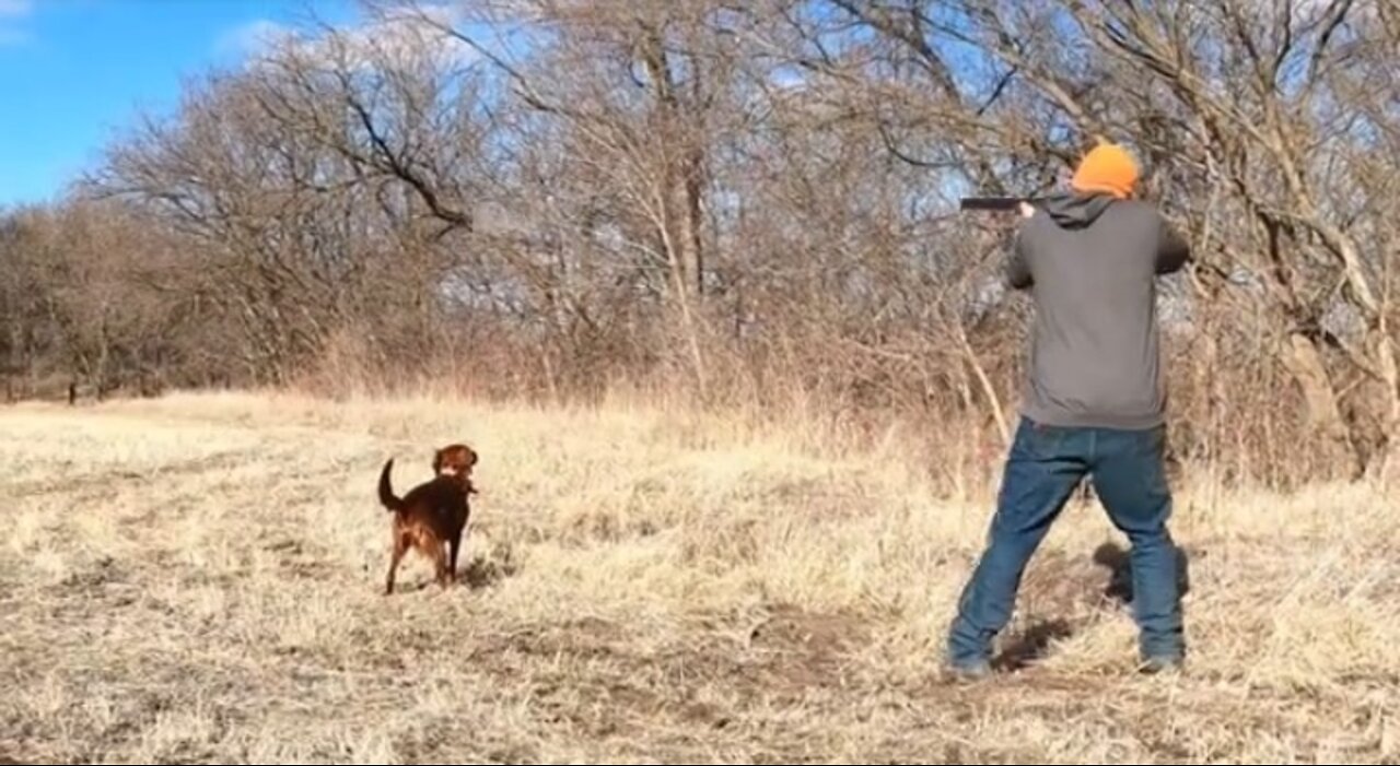 Bird Dog Training with Pen Raised Quail