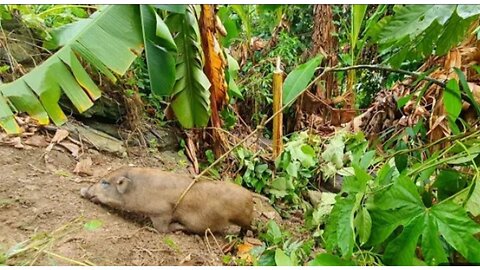 Wild Boar Trap Protecting Rice Fields, Forest Life, Building Life, By Best Animal Home