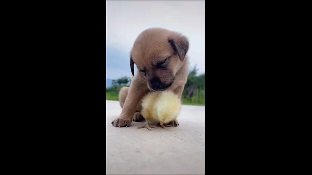 "Pawsome Protector: Brave Puppy Guards Adorable Chick!"