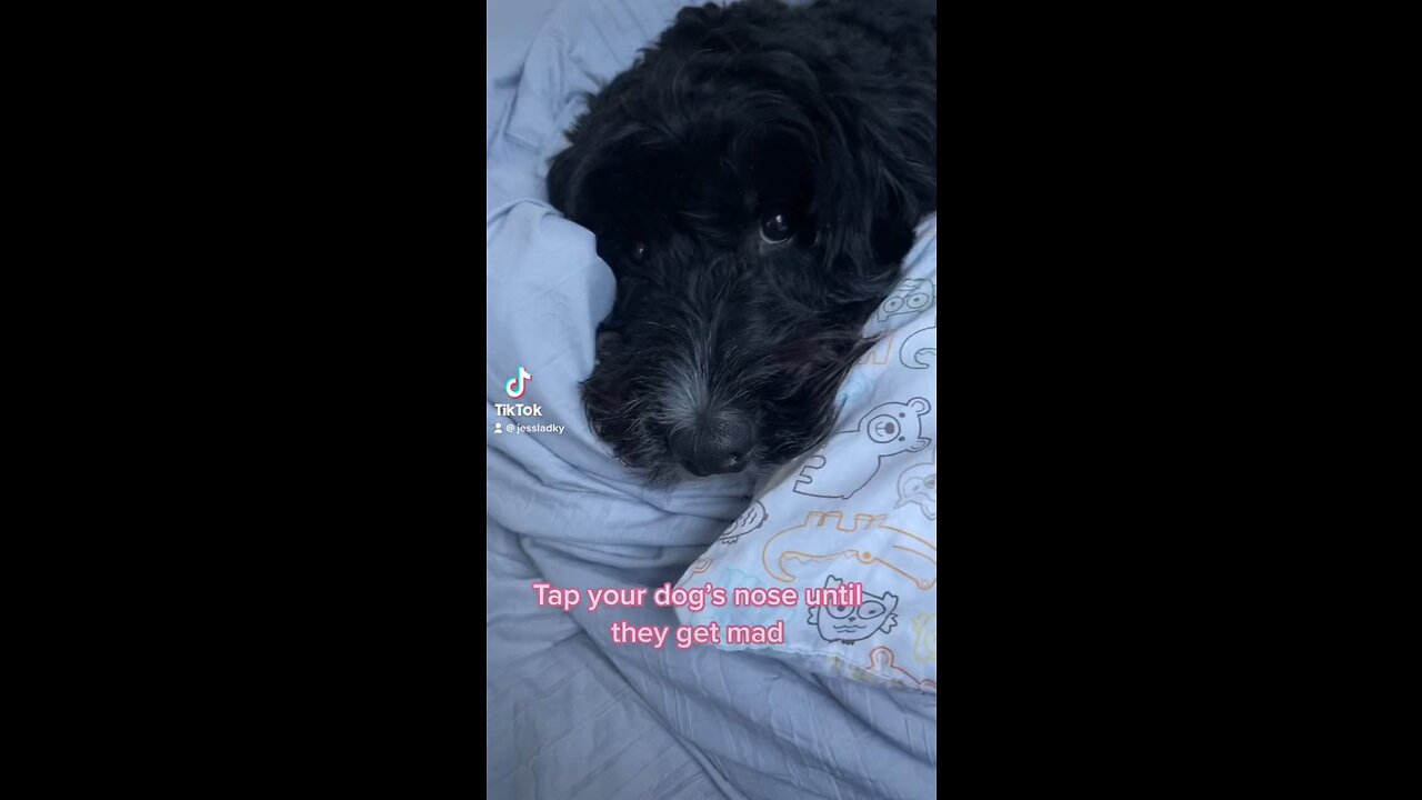 Boomer the Bernedoodle 💜