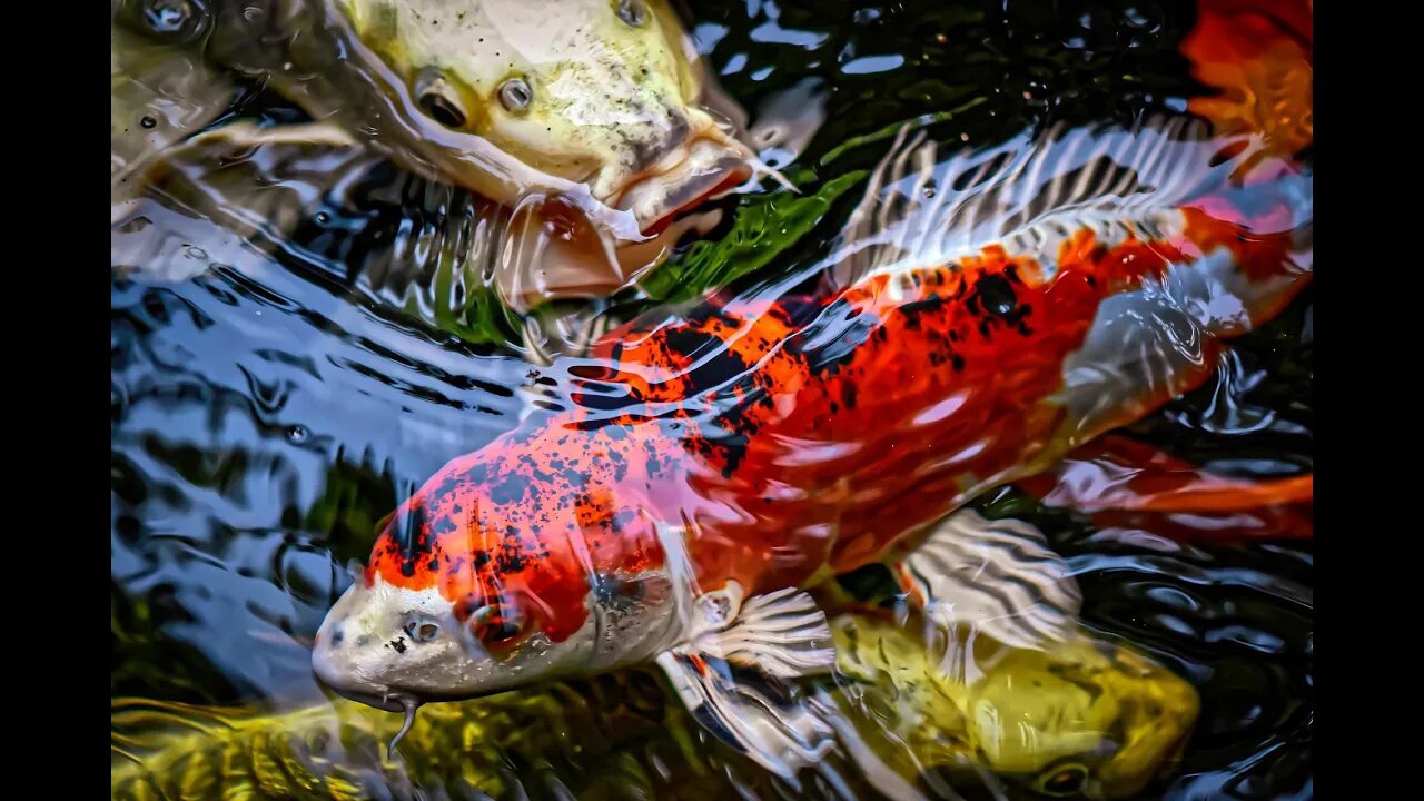 Koi Fish facts