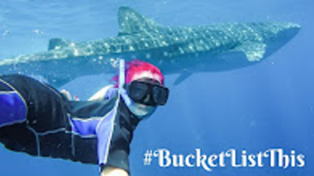 Swimming with whale sharks