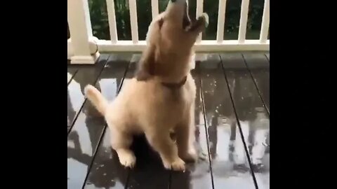 Playing with raindrops ☺️☺️☺️☺️ #shorts #shortsfeed #clips #shortvideo
