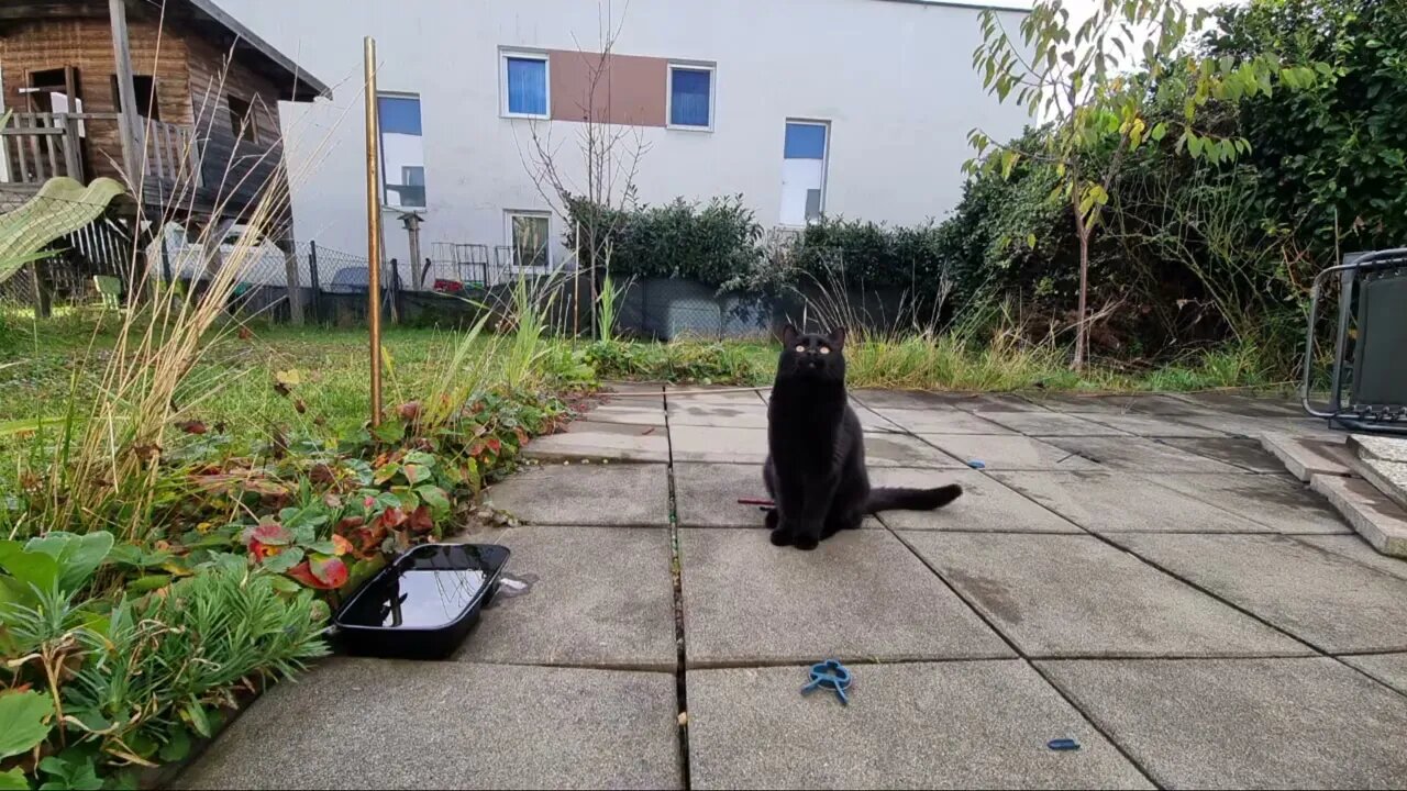 Highlight 2:57:34 – 3:02:34 von LIVE-Stream HD 1080p Garden with cats after rain in Austria Europe