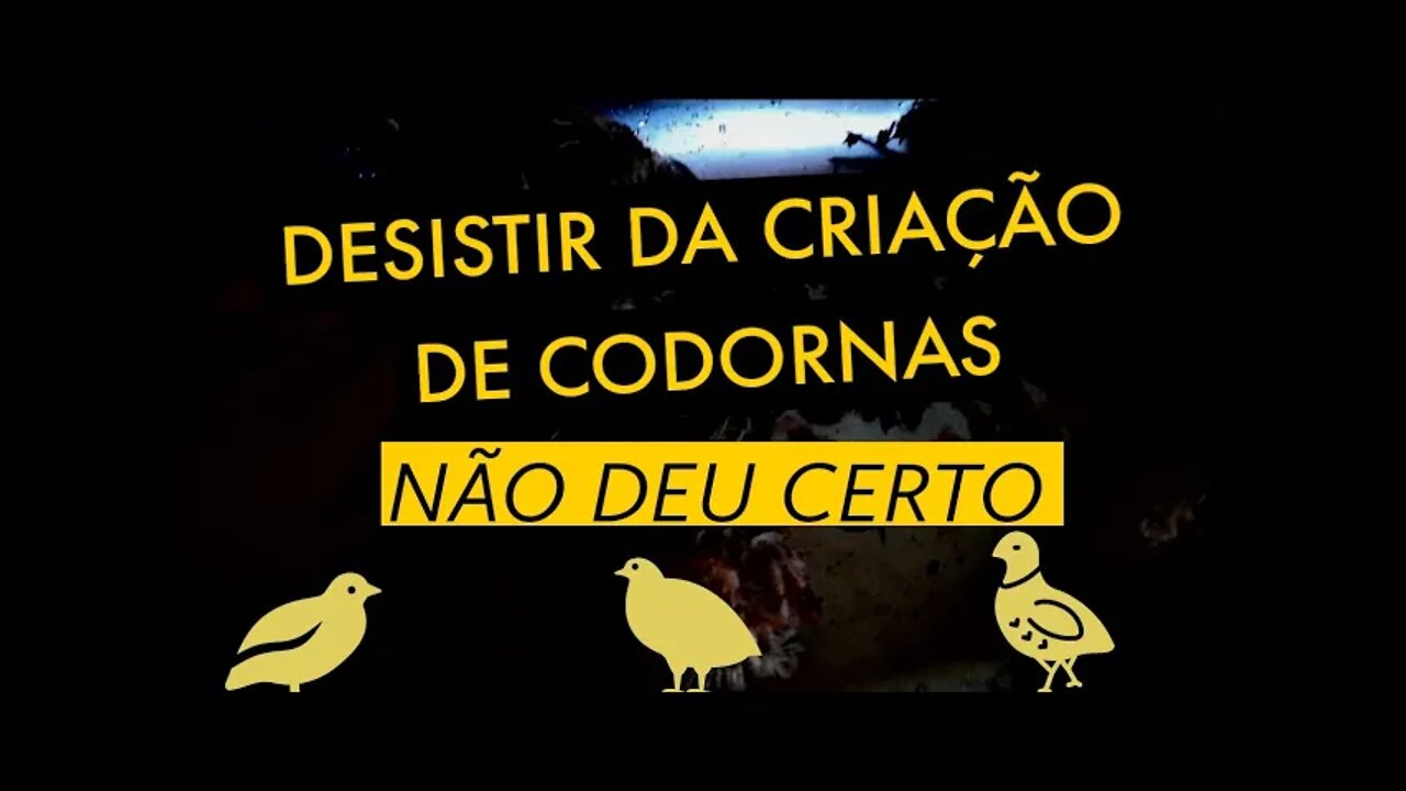 POR QUE AS PESSOAS DESISTEM DA CRIAÇÃO DE CODORNAS / VIVER DE CODORNA