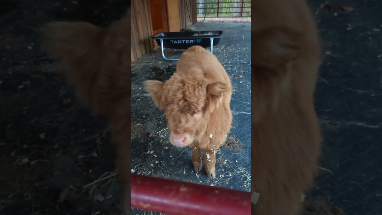 Baby cow Hazel watched my car at my Airbnb in Toccoa Georgia #shorts