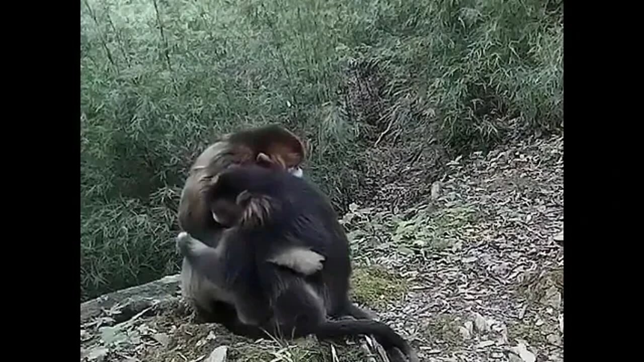 Two endangered golden Monkeys hugging each other