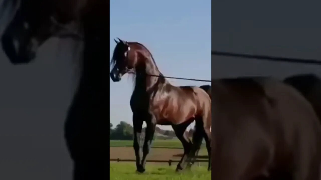 horse