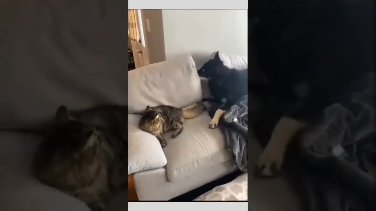 Take that cat...😂😾🐶