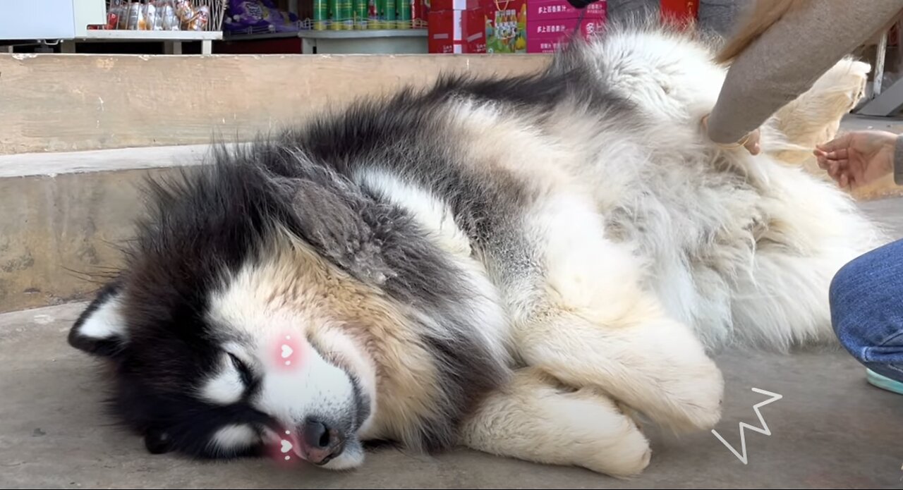 Help Dawang to tidy up comb his hair massage and make him fall asleep