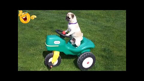 The Funniest And Clumsiest Dogs Video Ever | Pets Town