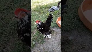 Belgian D'uccle Rooster