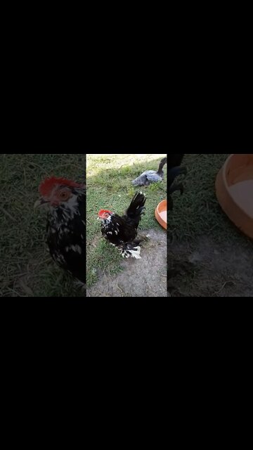 Belgian D'uccle Rooster