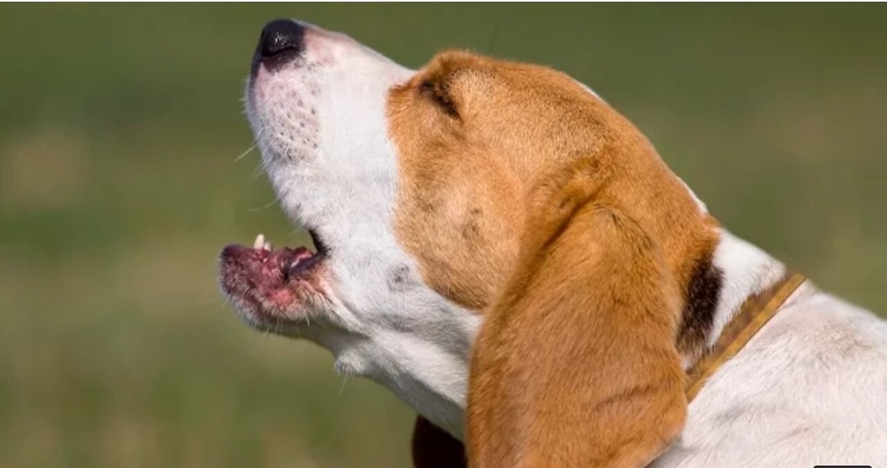 TOP 10 dog barking videos compilation 2022 ♥ Dog barking sound - Funny dogs